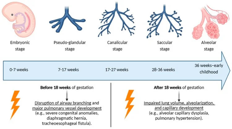 Stages of normal lung development and impact of adverse exposures