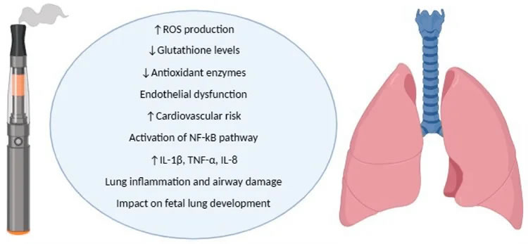 The role of e-cig-induced oxidative stress on the airways