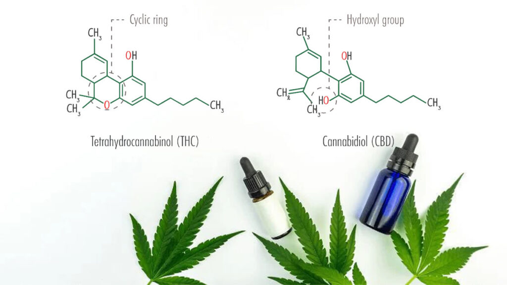 CBD vs THC,The Dynamic Duo of Cannabis