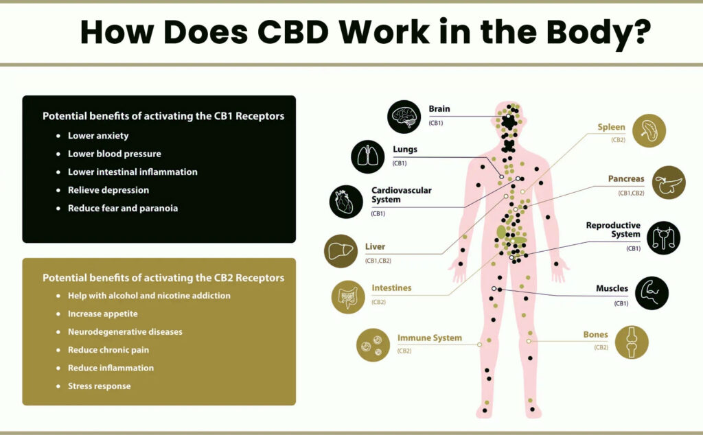 How Does CBD Work in the Body