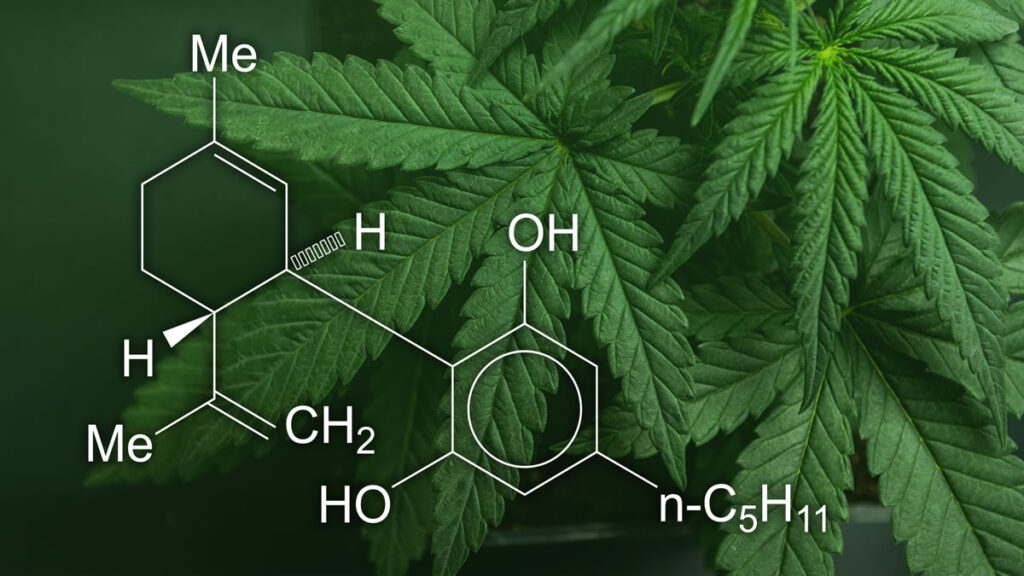 Understanding Cannabis and Its Components