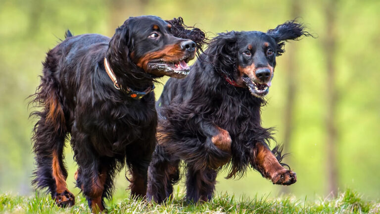 CBD Oil for Dogs