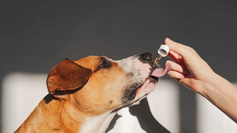 FDA Warning Pet CBD Products
