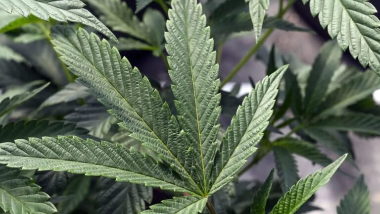 Reschedule Marijuana