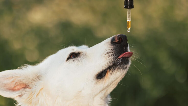 Massive Study Reveals Surprising Long-Term Effect of CBD on Dog Behavior CBD for Dogs, Dog Aggression