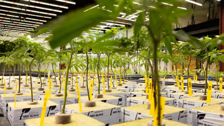 Cannabis Workplace Safety, Occupational Lung Disease