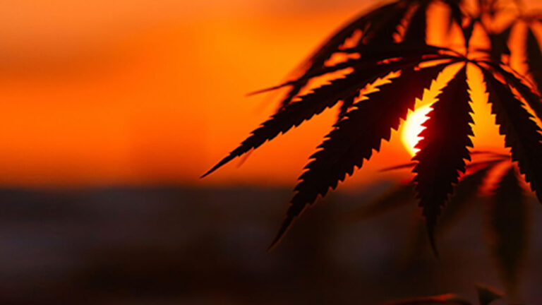 How Can Cannabis Businesses Secure Tax Relief from Section 280E? Section 280E Tax Relief, Cannabis Protective Refund Claims