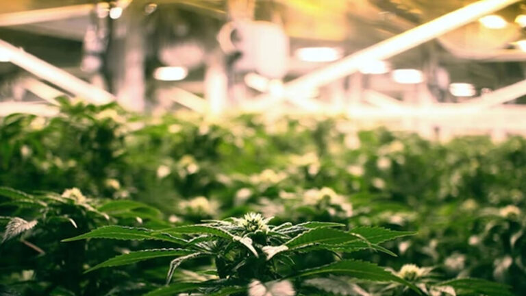 Cannabis Psychosis Link