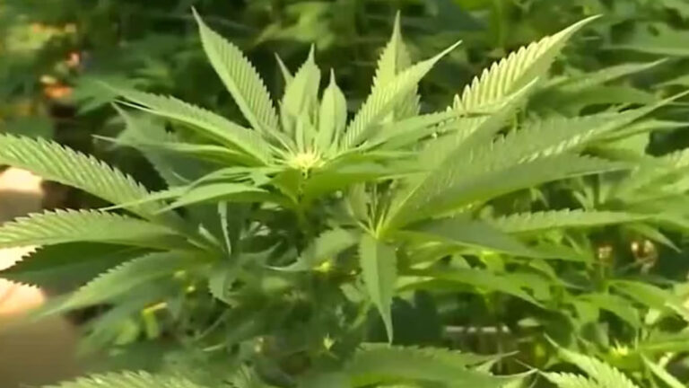 Kansas Marijuana Decriminalization