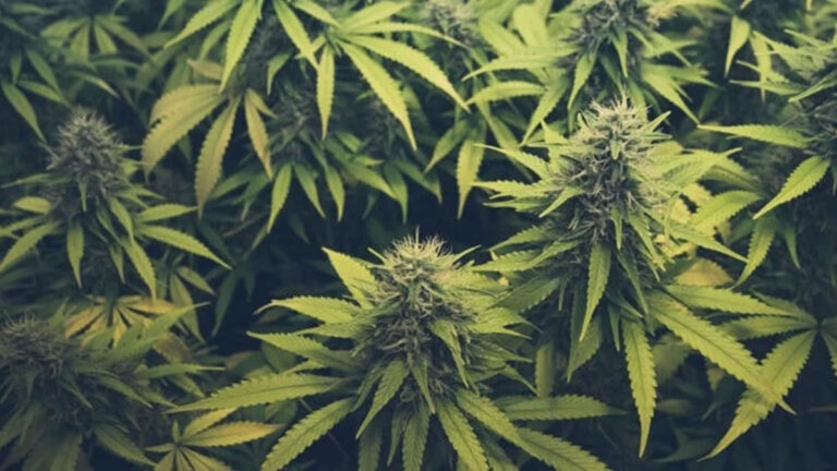 The Science of the Munchies: How Cannabis Triggers Hunger Cannabis Munchies Science, THC Appetite Stimulation