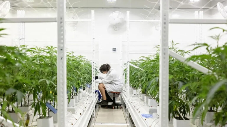 Cannabis price compression, global cannabis market