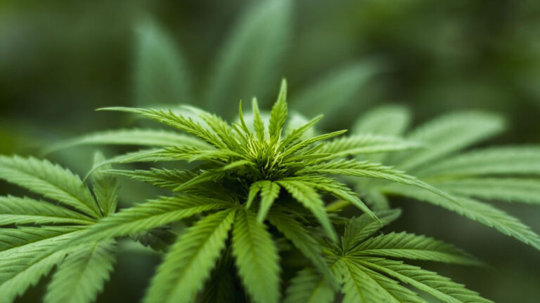 New Zealand hemp regulations, industrial hemp NZ