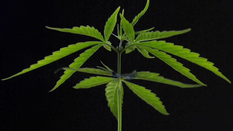 cannabis weight loss, cannabis diabetes risk
