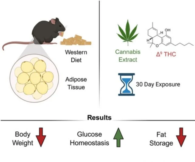 Cannabis Extract Linked to Lower Weight & Diabetes Risk in Mice 1 image