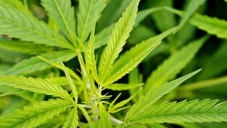 North Carolina hemp bill, kratom age limit NC
