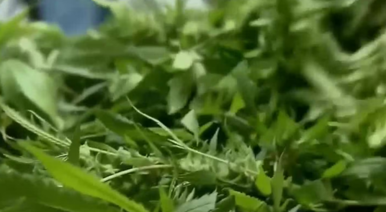 Marijuana Use Surpasses Cigarette Smoking in the US for the First Time marijuana use surpasses cigarettes